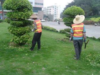 園林綠化施工、養護,草皮銷售及種植,園區、市政等改造工程