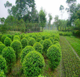 小葉女貞造型盆景樹樁灌木球小區(qū)學(xué)校廠區(qū)別墅酒店工程園林景觀綠化設(shè)計(jì)施工