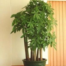 深圳市綠博仕園林綠化工程有限責(zé)任公司 供應(yīng)產(chǎn)品