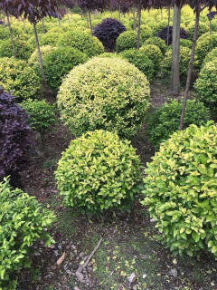 基地直供私家花園景觀造型綠化苗木、園林綠化工程施工