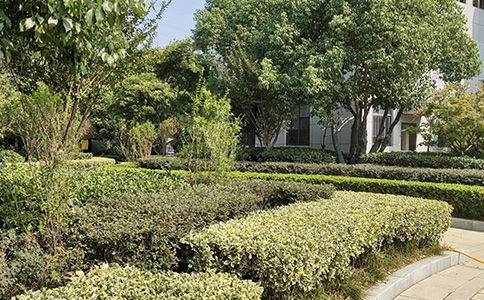 綠化養(yǎng)護(hù)找哪家 售后無憂