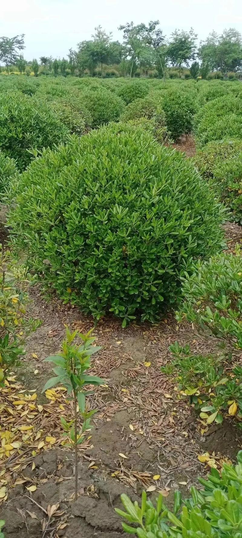 園林綠化工程苗木人 #全網(wǎng)搜索苗木有緣人 廠房綠化設計施工