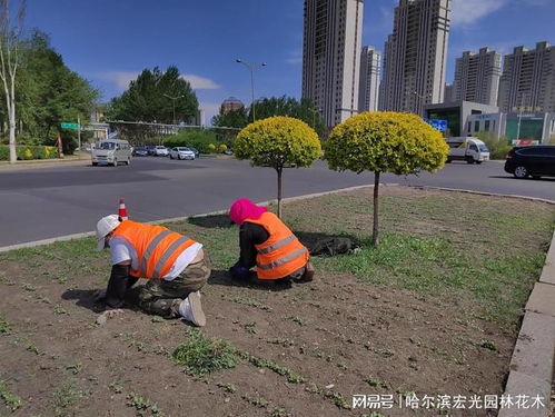 種植花卉 美化環境 我為新區添份美