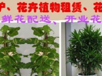 成都鮮花綠植租售與園林綠化綜合服務 一站式解決方案