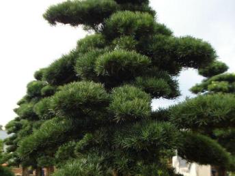 圖園林綠化 打造理想庭院景觀的設(shè)計(jì)、施工與養(yǎng)護(hù)