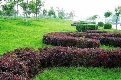 綠籬、色塊、色帶及體育場(chǎng)地設(shè)施的定點(diǎn)放線(xiàn)方法與步驟