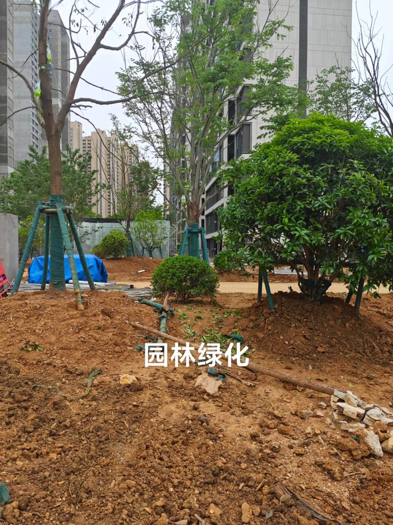 光谷中央公園體育場地設施工程建設提速，綠色生態(tài)與全民健身協(xié)同發(fā)展
